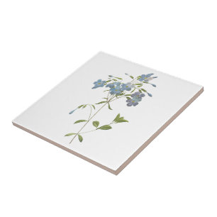 kriechender Phlox (Phlox reptans) durch Redouté Fliese