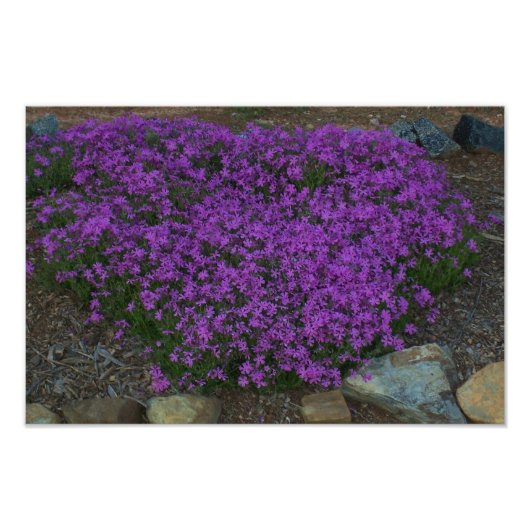 Kriechphlox Fotodruck (Vorne)
