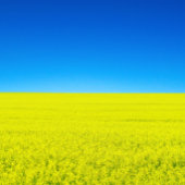 Krieg und Frieden Postkarte