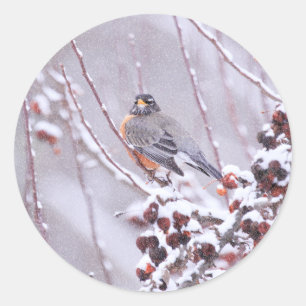 Krieger Amerikanische Rotkehlchen im Winter Runder Aufkleber
