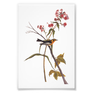 Kriegsbler-Vintage-Audubon-Songbird-Kunst Fotodruck