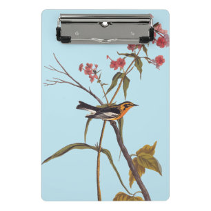 Kriegsbler-Vintage-Audubon-Songbird-Kunst Mini Klemmbrett