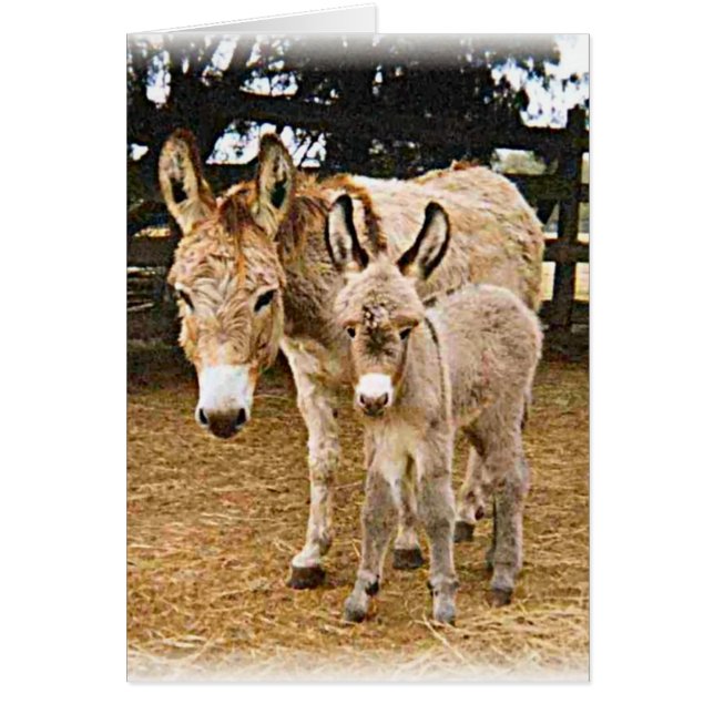 Kriiter Korner (Vorne)