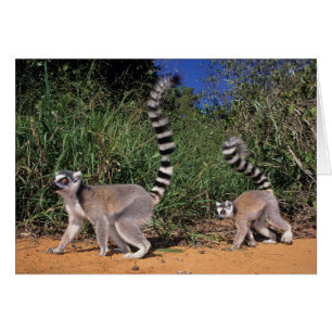 Kringelschwanzmakis (Lemur Catta), Berenty
