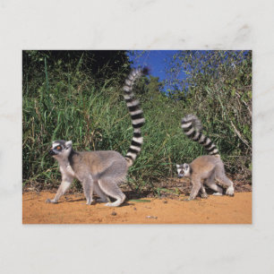 Kringelschwanzmakis (Lemur Catta), Berenty Postkarte