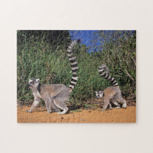 Kringelschwanzmakis (Lemur Catta), Berenty Puzzle