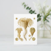 Krinoide Postkarte (Stehend Vorderseite)