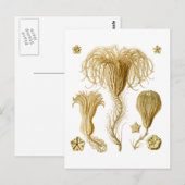 Krinoide Postkarte (Vorne/Hinten)