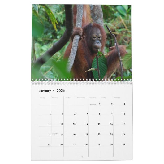 Krista Orang-Utan Tier-Wohltätigkeit 2012 Kalender (Jan 2026)