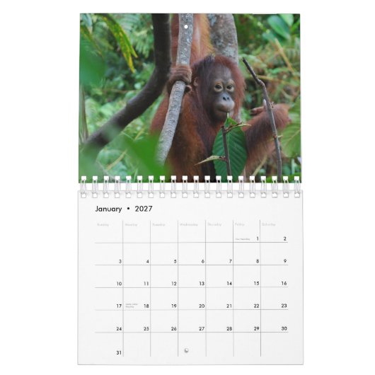Krista Orang-Utan Tiererhaltung Kalender (Jan 2027)