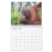 Krista Orang-Utan Tiererhaltung Kalender (Feb 2027)