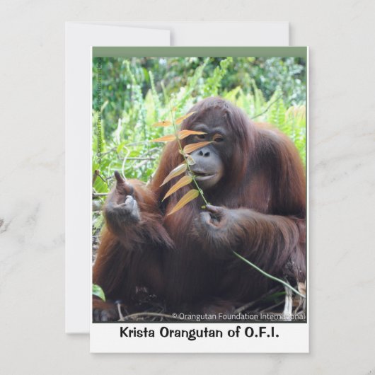 Krista Orangutan Borneo Rainforest Blank Card Dankeskarte (Vorderseite)