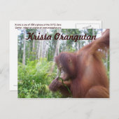 Krista Orangutan, Borneo Regenwald Postkarte (Vorne/Hinten)