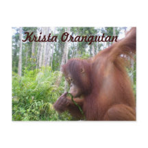 Krista Orangutan, Borneo Regenwald
