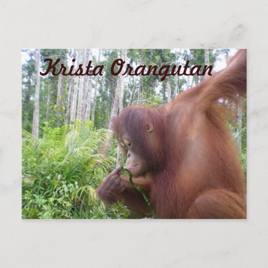 Krista Orangutan, Borneo Regenwald Postkarte (Vorderseite)