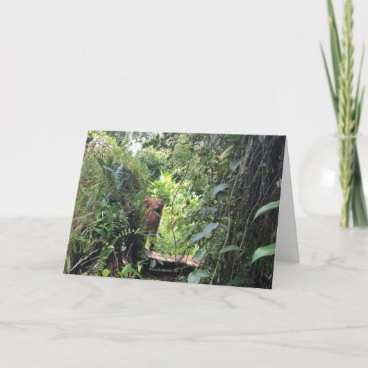 Krista Orangutan Explores Rainforest, Indonesien Karte (Vorderseite)