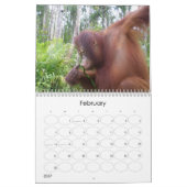 Krista Orangutan Wohltätigkeit Kalender (Feb 2027)