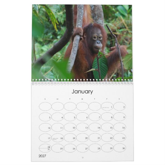 Krista Orangutan Wohltätigkeit Kalender (Jan 2027)