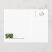 Kristallgärten Springbrunnen Postkarte (Rückseite)