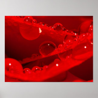 Kristallwassertröpfchen auf lebendigen roten Blüte Poster