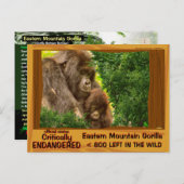 KRITISCH GEFÄHRDET: Eastern Mountain Gorilla - Postkarte (Vorne/Hinten)