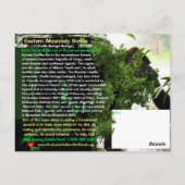 KRITISCH GEFÄHRDET: Eastern Mountain Gorilla - Postkarte (Rückseite)