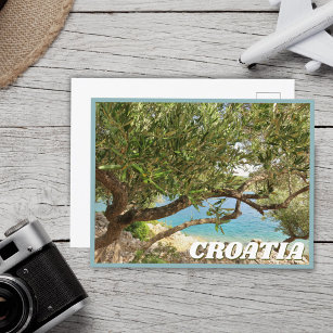Kroatien Mittelmeer Olivenbaum Foto Postkarte