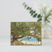 Kroatien Mittelmeer Olivenbaum Foto Postkarte (Stehend Vorderseite)