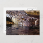 Krokodil, A S T R A L I A Postkarte (Vorne/Hinten)