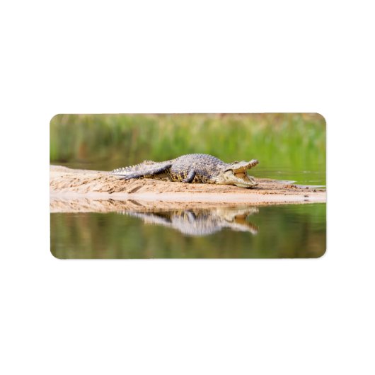 Krokodil Adressaufkleber (Vorne)