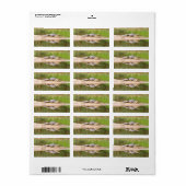 Krokodil Adressaufkleber (Vorne)