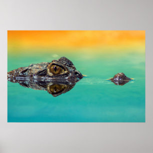 Krokodil auf dem Wasserplakat Poster