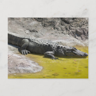 Krokodil auf der Zoopostkarte Postkarte