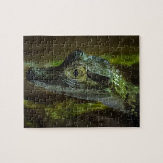 Krokodil-Baby Schwimmen im Wasser Puzzle (Horizontal)