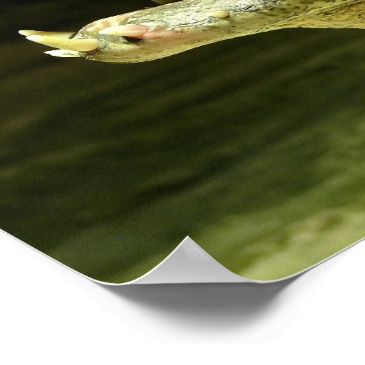 Krokodil / Crocodile Poster (Ecke)