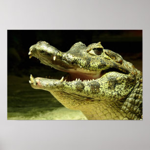Krokodil / Crocodile Poster