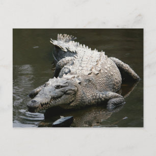 Krokodil (Crocodylus acutus) Postkarte
