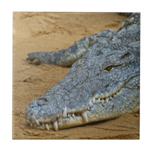 Krokodil Fliese