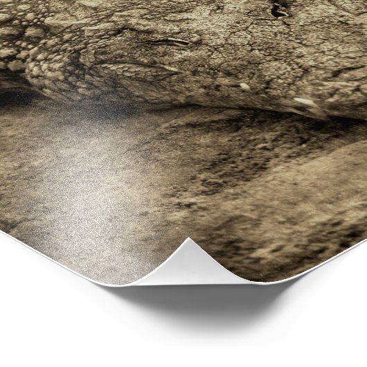 Krokodil Fotodruck (Ecke)