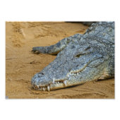 Krokodil Fotodruck (Vorne)