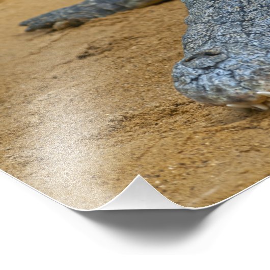 Krokodil Fotodruck (Ecke)