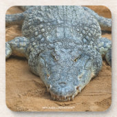 Krokodil Getränkeuntersetzer (Vorderseite)