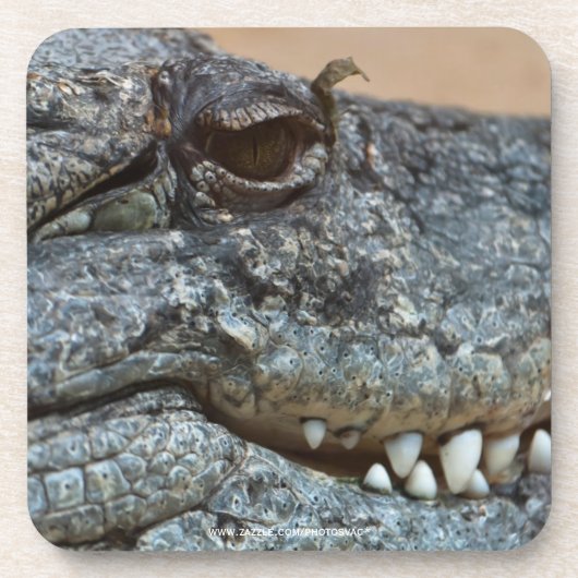 Krokodil Getränkeuntersetzer (Vorderseite)