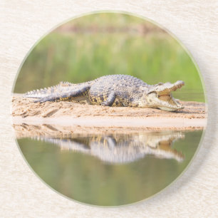 Krokodil Getränkeuntersetzer