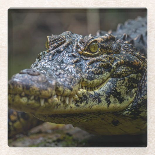 Krokodil Glasuntersetzer (Vorderseite)