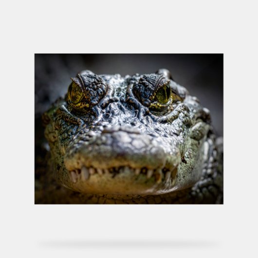 Krokodil im Wasser Acrylschild (Vorderseite)