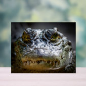 Krokodil im Wasser Acrylschild (Neutral)