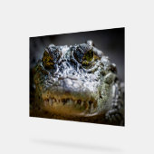 Krokodil im Wasser Acrylschild (Winkel)