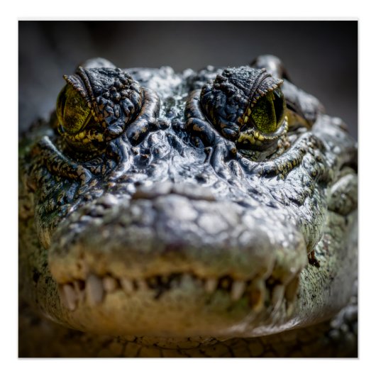 Krokodil im Wasser Poster (Vorderseite)