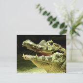 Krokodil / Krokodil Postkarte (Stehend Vorderseite)